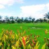 Palm Royal Super Prime